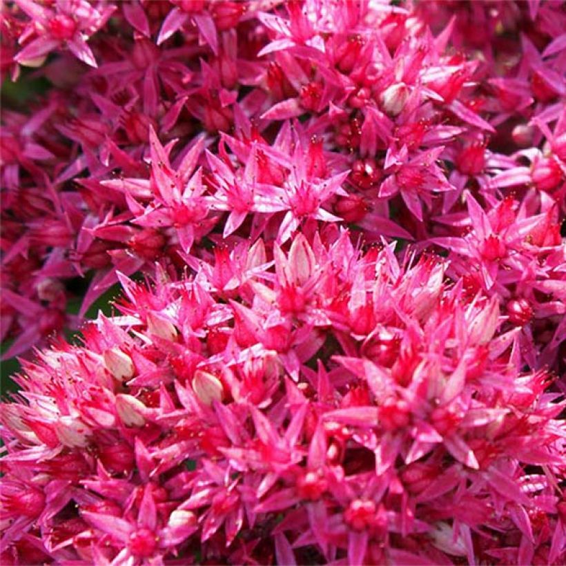 Sedum Mr Goodbud - Hemelsleutel (Bloei)