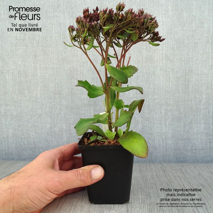 Exemplaar van Sedum Mr Goodbud - Hemelsleutel Kweekpotje van 8/9 cm zoals geleverd in de herfst