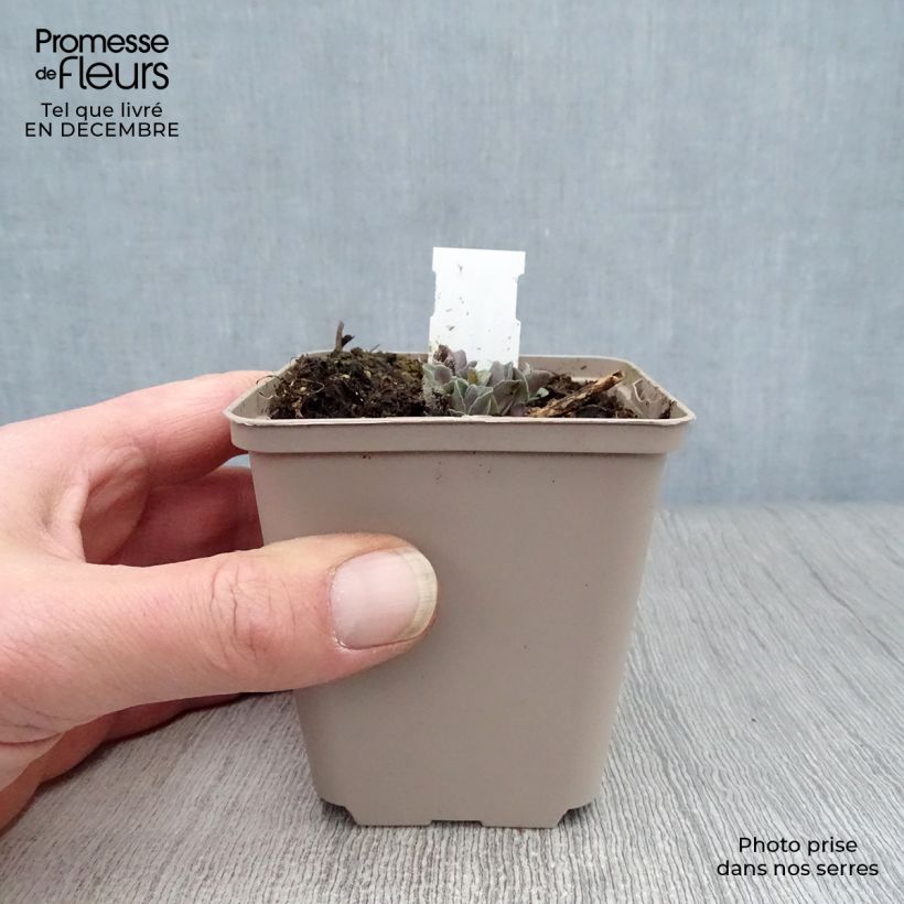Exemplaar van Sedum Orange Xenox - Hemelsleutel Kweekpotje van 8/9 cm zoals geleverd in de winter