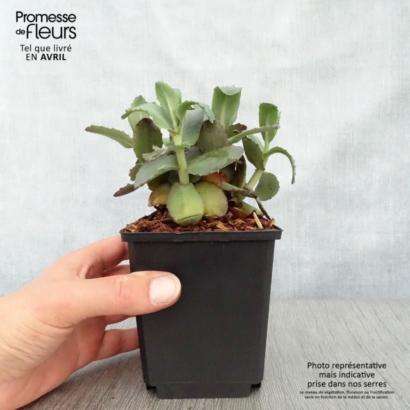 Exemplaar van Sedum Orange Xenox - Hemelsleutel Kweekpotje van 8/9 cm zoals geleverd in de lente