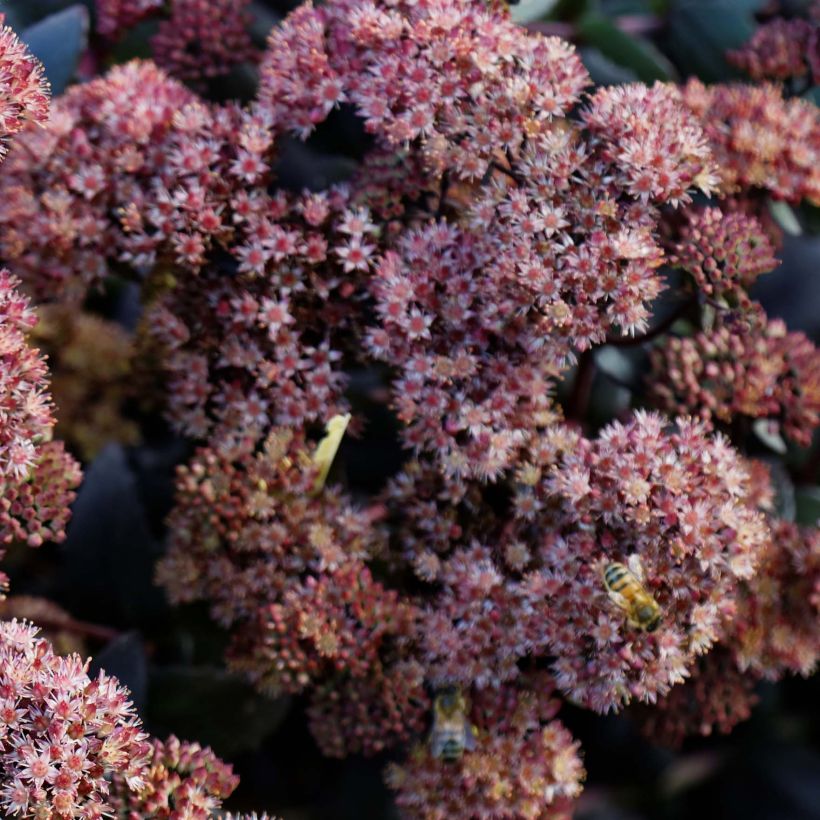 Hemelsleutel Purple Emperor - Sedum (Bloei)