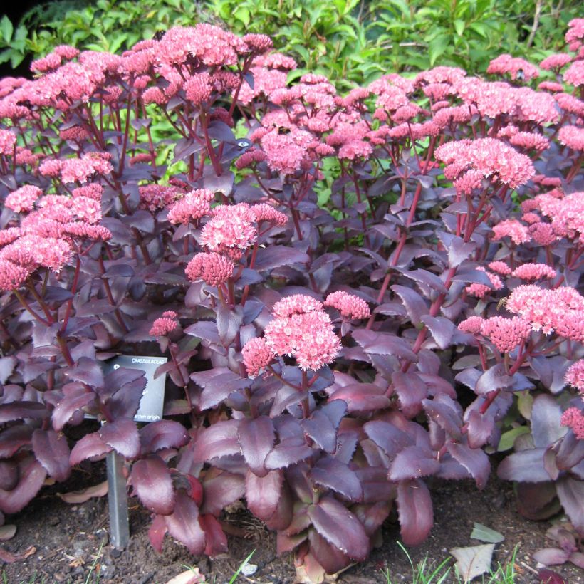 Hemelsleutel Purple Emperor - Sedum (Groeiplaats)