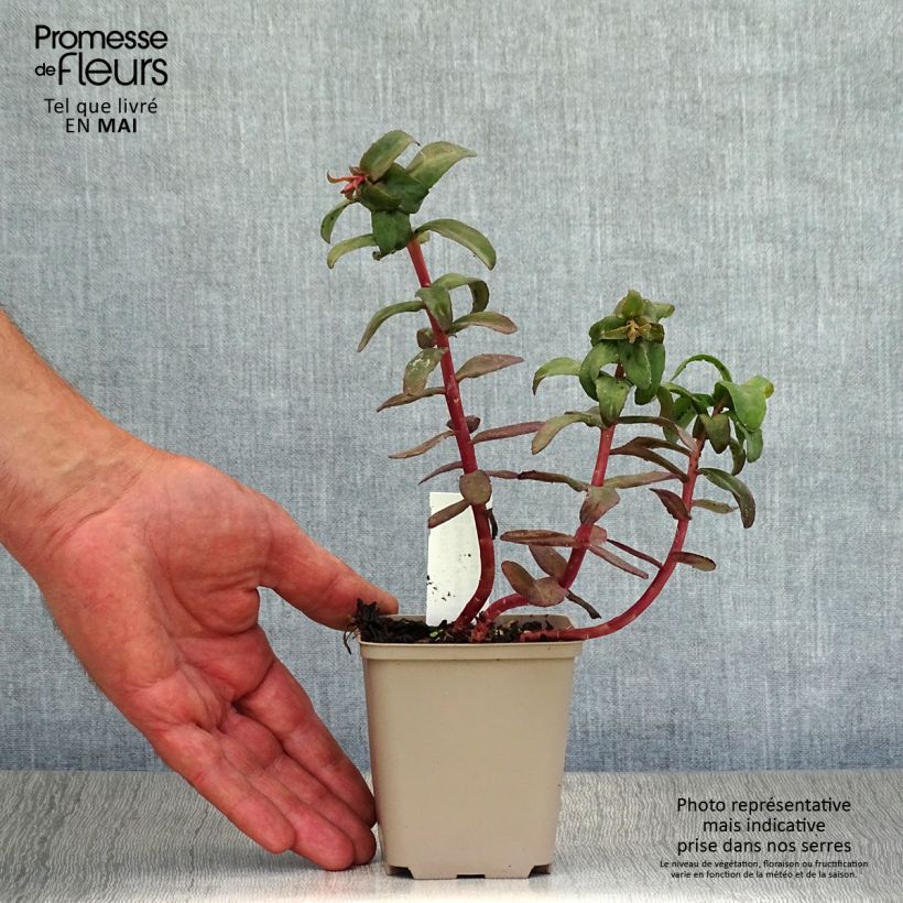 Exemplaar van Hemelsleutel Purple Emperor - Sedum Kweekpotje van 8/9 cm zoals geleverd in de lente