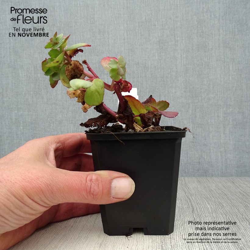 Exemplaar van Sedum Red Cauli - Hemelsleutel Kweekpotje van 8/9 cm zoals geleverd in de herfst