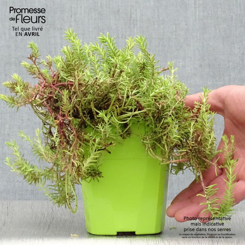 Exemplaar van Sedum rupestre Sunsparkler Angelinas Teacup - Vetkruid Pot van 1 l/1,5 l zoals geleverd in de lente