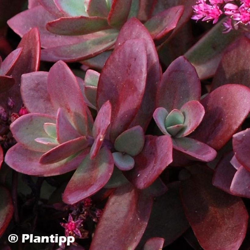 Sedum Sunsparkler Firecracker - Hemelsleutel (Blad)