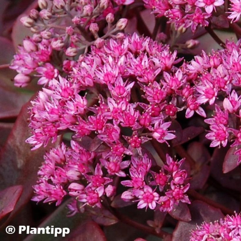 Sedum Sunsparkler Firecracker - Hemelsleutel (Bloei)