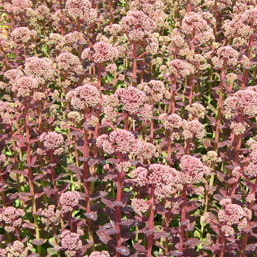 Sedum Stewed Rhubarb Mountain - Hemelsleutel (Bloei)
