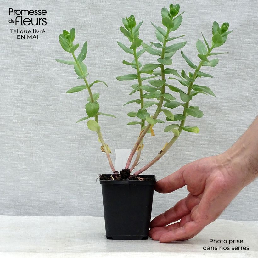 Exemplaar van Sedum Stewed Rhubarb Mountain - Hemelsleutel Kweekpotje van 8/9 cm zoals geleverd in de lente