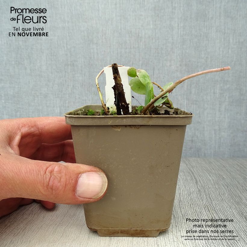 Exemplaar van Sedum Stewed Rhubarb Mountain - Hemelsleutel Kweekpotje van 8/9 cm zoals geleverd in de herfst