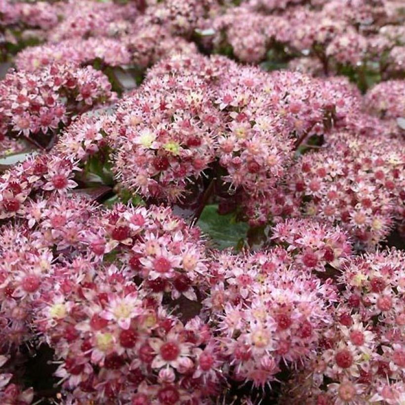 Sedum Strawberry and Cream - Hemelsleutel (Bloei)