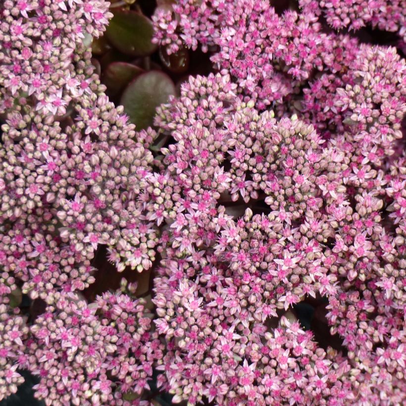 Sedum Sunsparkler Cherry Tart - Hemelsleutel (Bloei)