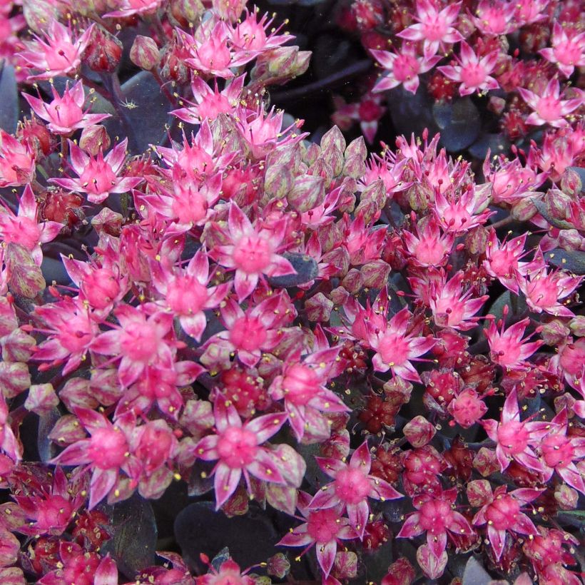 Sedum Sunsparkler Dazzleberry - Hemelsleutel (Bloei)