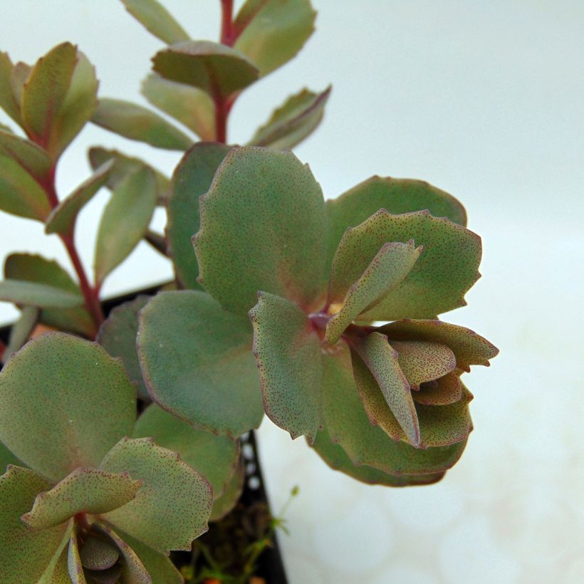 Sedum Sunsparkler Dazzleberry - Hemelsleutel (Blad)