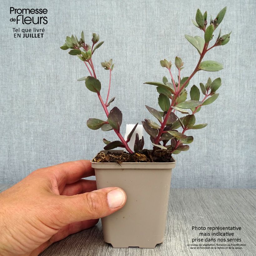 Exemplaar van Sedum Sunsparkler Dazzleberry - Hemelsleutel Kweekpotje van 8/9 cm zoals geleverd in de zomer