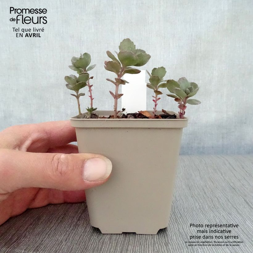 Exemplaar van Sedum Sunsparkler Dazzleberry - Hemelsleutel Kweekpotje van 8/9 cm zoals geleverd in de lente