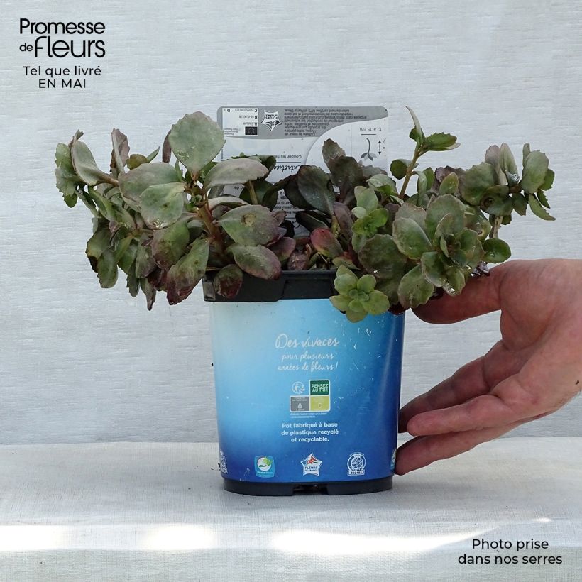Exemplaar van Sedum Sunsparkler Dazzleberry - Hemelsleutel Pot van 2 l/3 l zoals geleverd in de lente