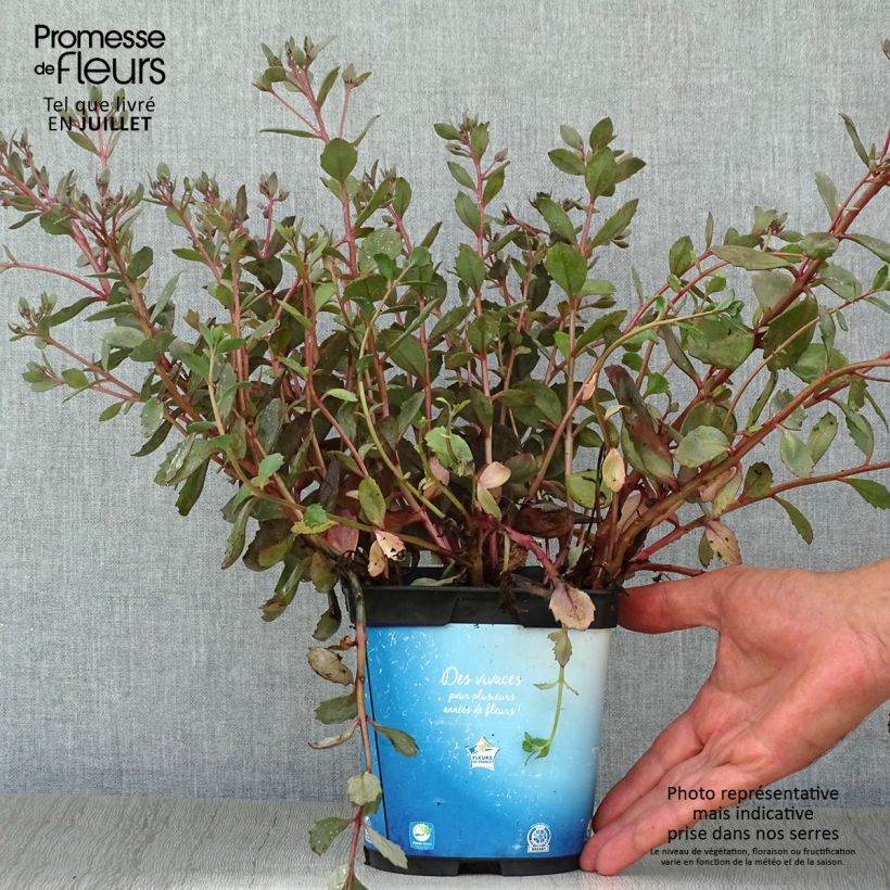 Exemplaar van Sedum Sunsparkler Dazzleberry - Hemelsleutel Pot van 2 l/3 l zoals geleverd in de zomer