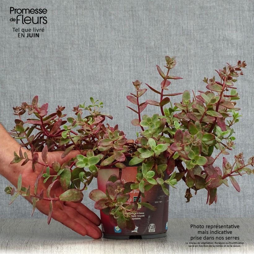 Exemplaar van Sedum Sunsparkler Firecracker - Hemelsleutel Pot van 1,5 l/2 l zoals geleverd in de zomer