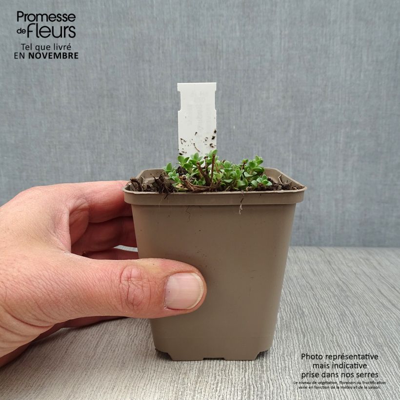 Exemplaar van Sedum Sunsparkler Firecracker - Hemelsleutel Kweekpotje van 8/9 cm zoals geleverd in de herfst