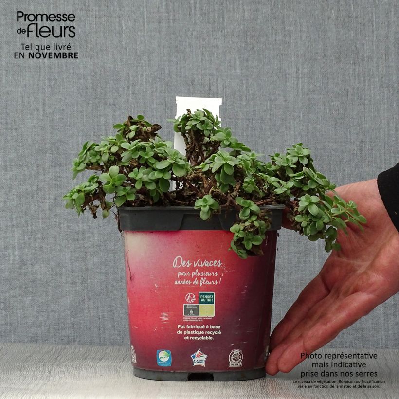 Exemplaar van Sedum Sunsparkler Firecracker - Hemelsleutel Pot van 1,5 l/2 l zoals geleverd in de herfst