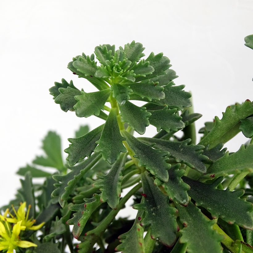 Sedum Sunsparkler Lime Zinger - Hemelsleutel (Blad)