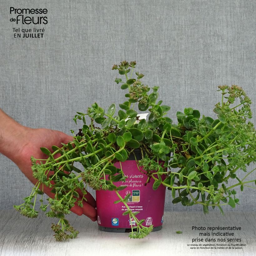 Exemplaar van Sedum Sunsparkler Lime Zinger - Hemelsleutel Pot van 2 l/3 l zoals geleverd in de zomer