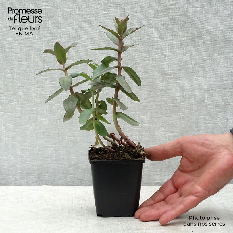 Exemplaar van Sedum Twinkling Star - Hemelsleutel Kweekpotje van 8/9 cm zoals geleverd in de lente