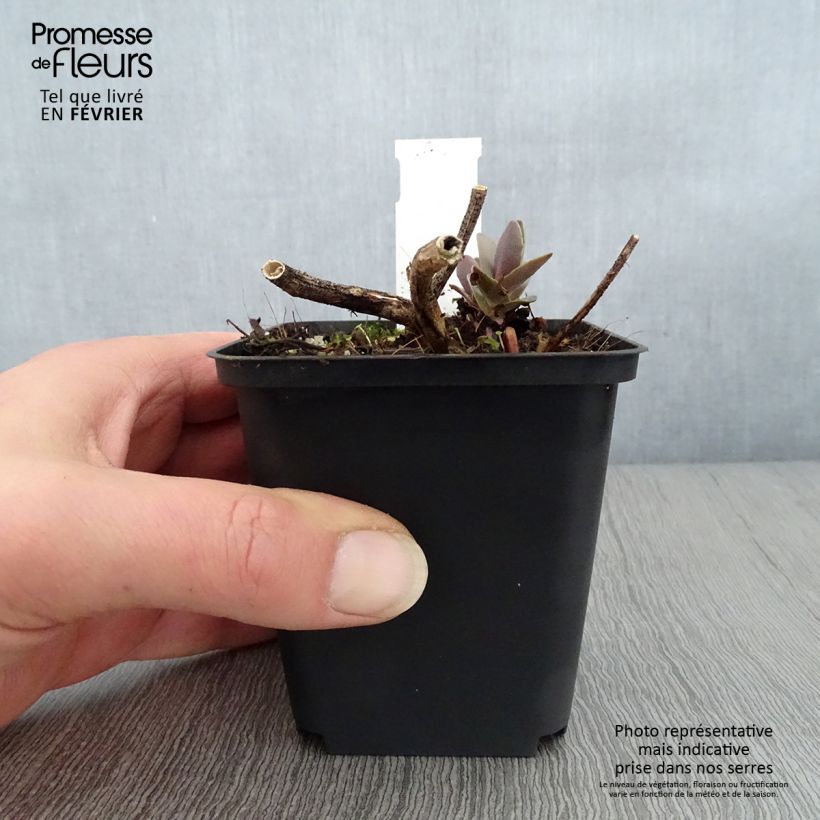 Exemplaar van Sedum Twinkling Star - Hemelsleutel Kweekpotje van 8/9 cm zoals geleverd in de winter