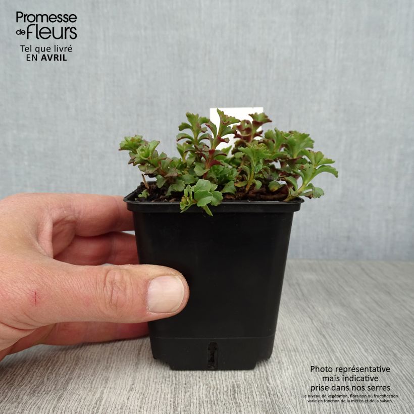 Exemplaar van Sedum kamtschaticum var. floriferum Weihenstephaner Gold - Vetkruid Kweekpotje van 8/9 cm zoals geleverd in de lente