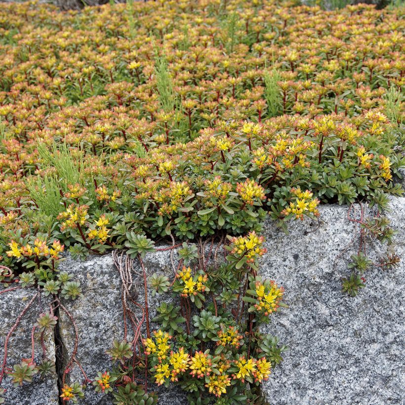 Sedum kamtschaticum var. floriferum Weihenstephaner Gold - Vetkruid (Groeiplaats)
