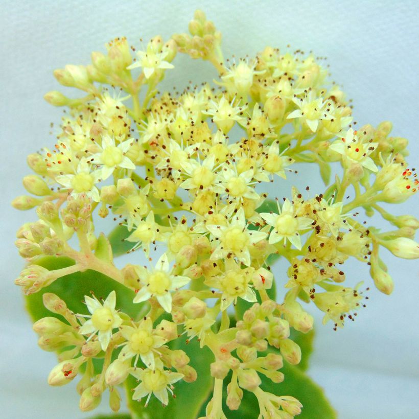 Sedum spectabile Yellow Xenox - Hemelsleutel (Bloei)