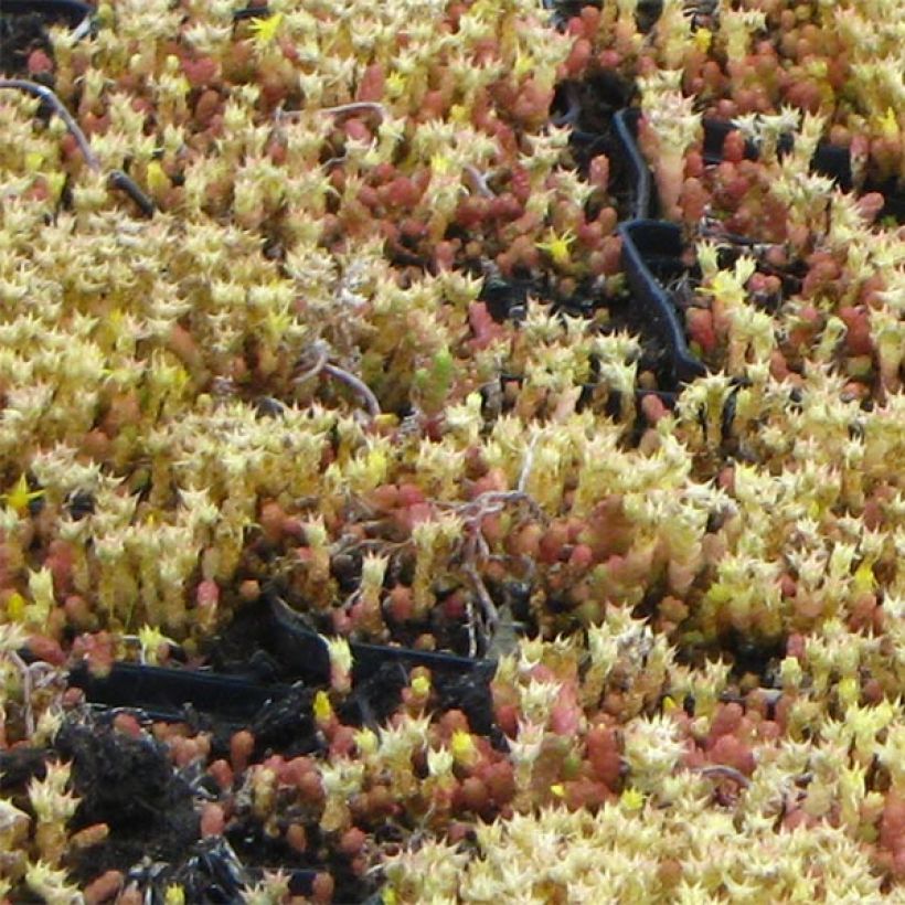 Sedum acre Yellow Queen - Gele muurpeper (Blad)