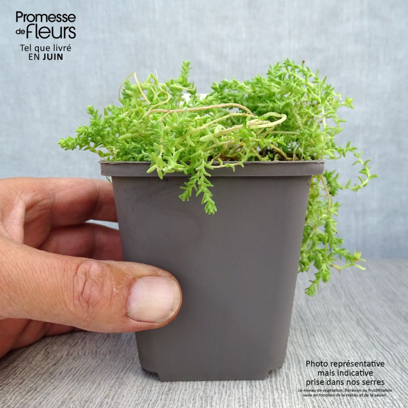 Exemplaar van Sedum acre Yellow Queen - Gele muurpeper Kweekpotje van 8/9 cm zoals geleverd in de zomer