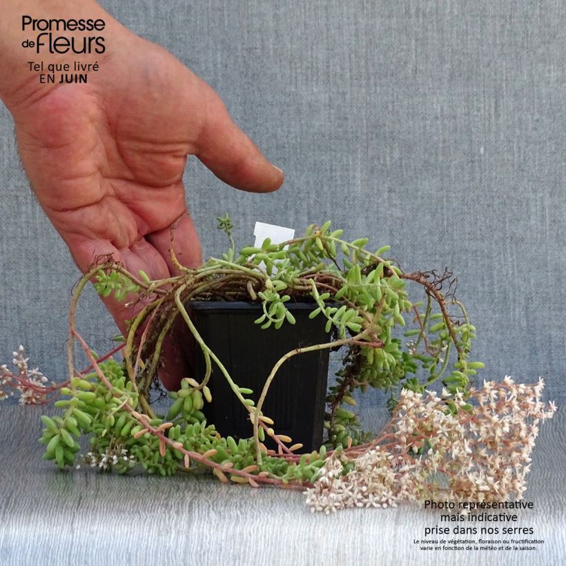 Exemplaar van Sedum album Murale - Wit vetkruid Kweekpotje van 8/9 cm zoals geleverd in de zomer