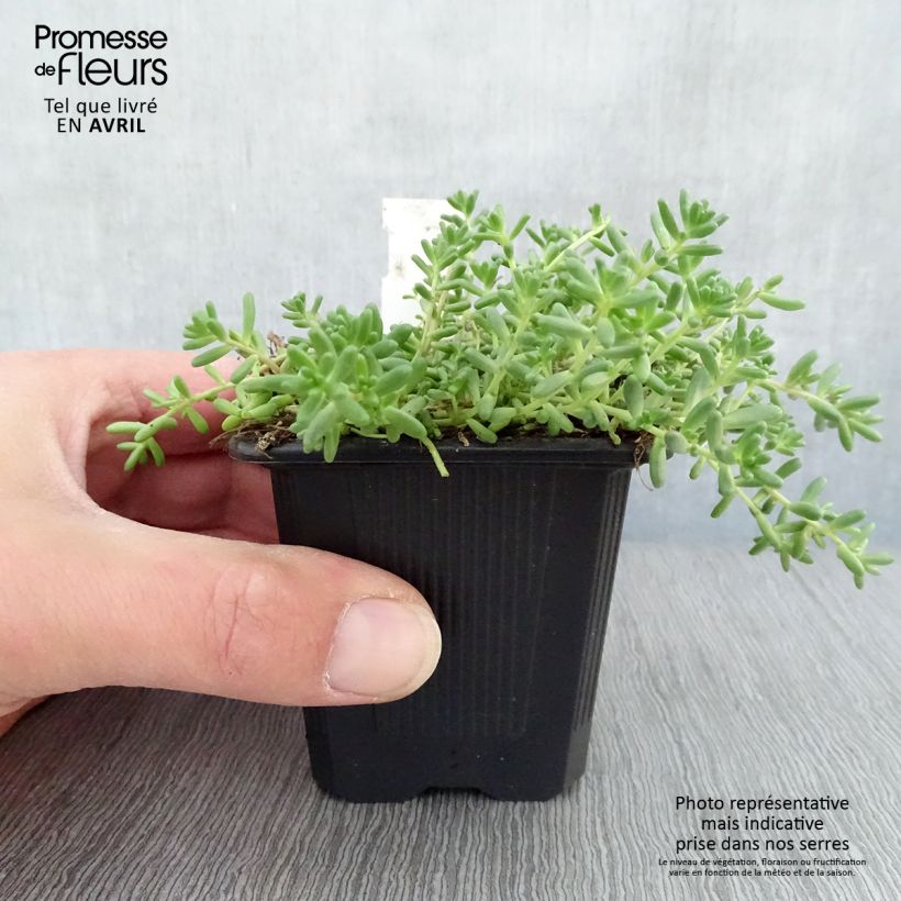 Exemplaar van Sedum album Murale - Wit vetkruid Kweekpotje van 8/9 cm zoals geleverd in de lente