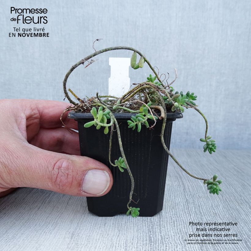 Exemplaar van Sedum album Murale - Wit vetkruid Kweekpotje van 8/9 cm zoals geleverd in de herfst