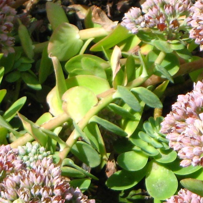 Sedum anacampseros - Vetkruid (Blad)