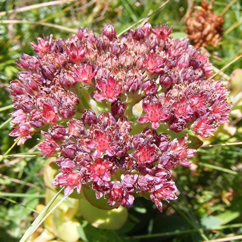 Sedum anacampseros - Vetkruid (Bloei)