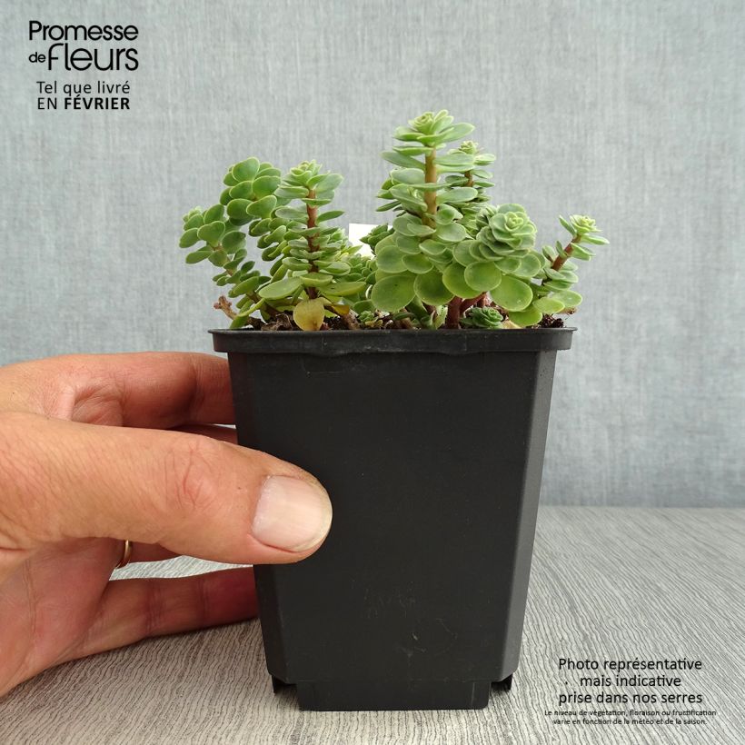 Exemplaar van Sedum anacampseros - Vetkruid Kweekpotje van 8/9 cm zoals geleverd in de herfst