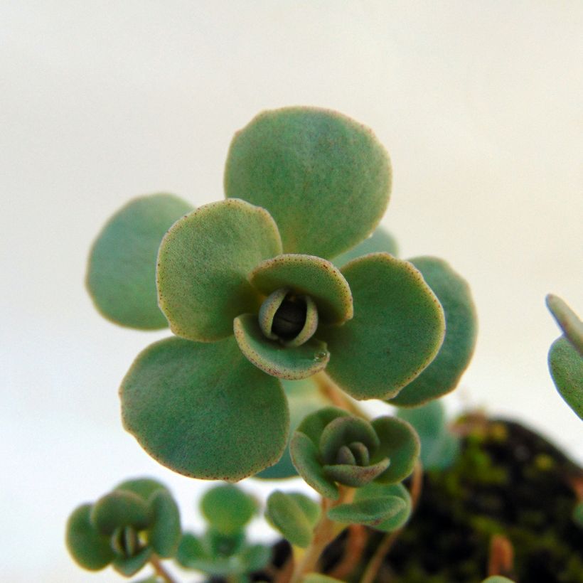 Sedum cauticola Lidakense - Vetkruid (Blad)