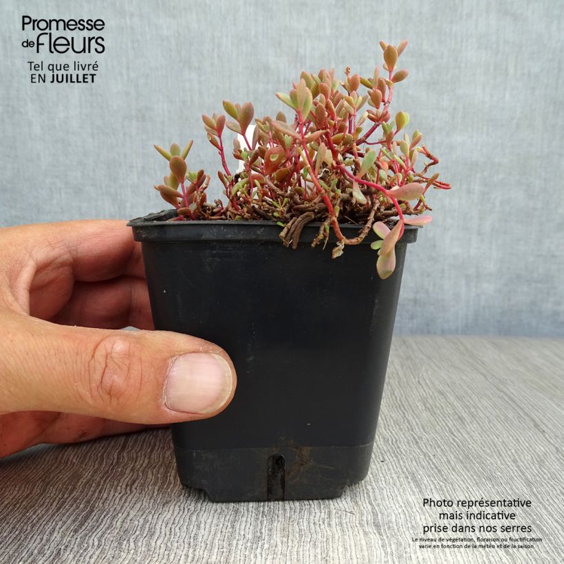 Exemplaar van Sedum cauticola Lidakense - Vetkruid Kweekpotje van 8/9 cm zoals geleverd in de zomer