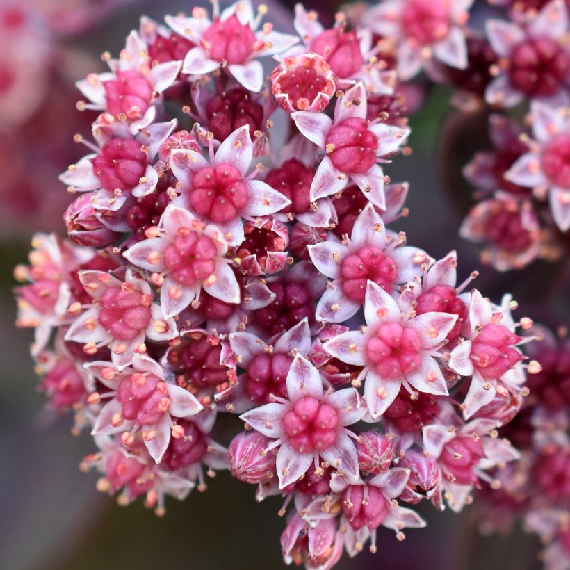 Sedum cauticola Robustum - Vetkruid (Bloei)