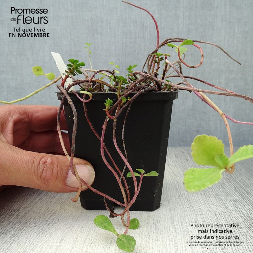 Exemplaar van Sedum kamtschaticum - Kamtsjatka-muurpeper Kweekpotje van 8/9 cm zoals geleverd in de herfst