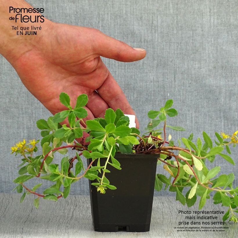 Exemplaar van Sedum kamtschaticum - Kamtsjatka-muurpeper Kweekpotje van 8/9 cm zoals geleverd in de zomer