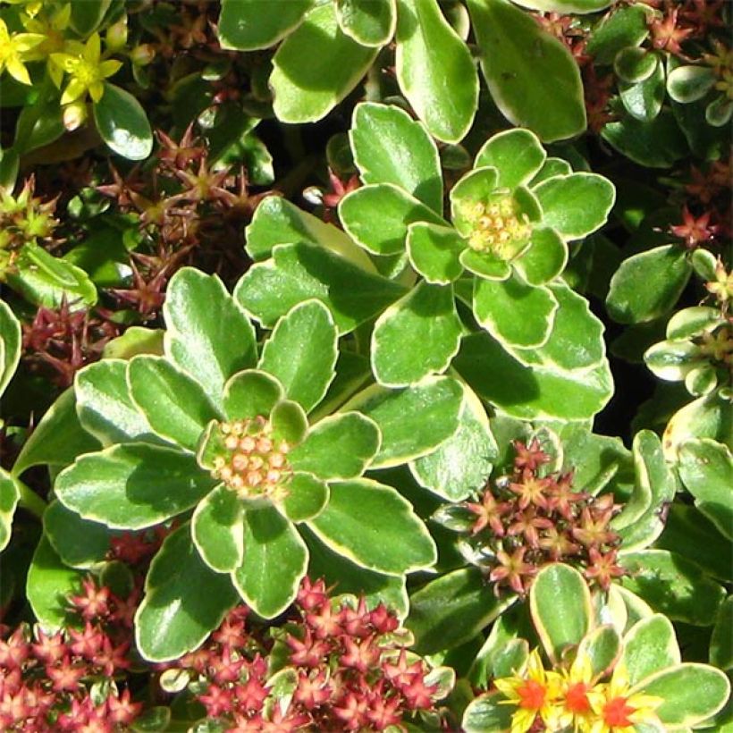 Sedum kamtschaticum Variegatum - Kamtsjatka-muurpeper (Blad)