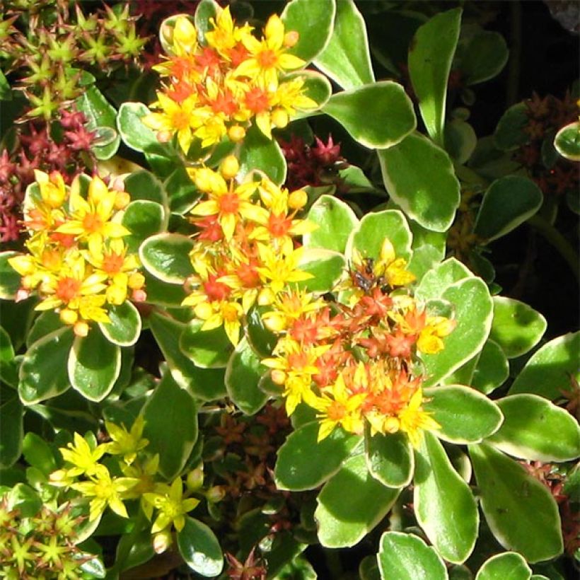 Sedum kamtschaticum Variegatum - Kamtsjatka-muurpeper (Bloei)