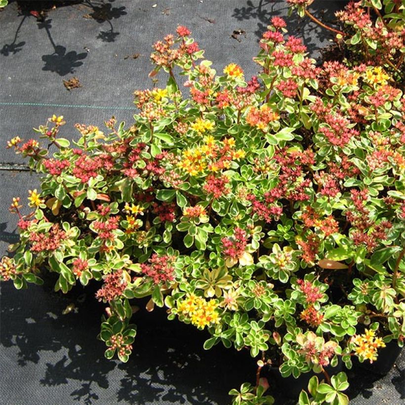 Sedum kamtschaticum Variegatum - Kamtsjatka-muurpeper (Groeiplaats)