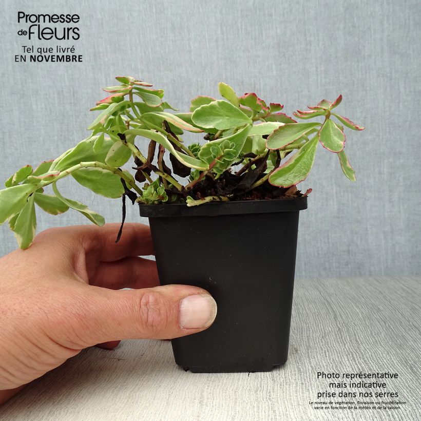 Exemplaar van Sedum kamtschaticum Variegatum - Kamtsjatka-muurpeper Kweekpotje van 8/9 cm zoals geleverd in de herfst