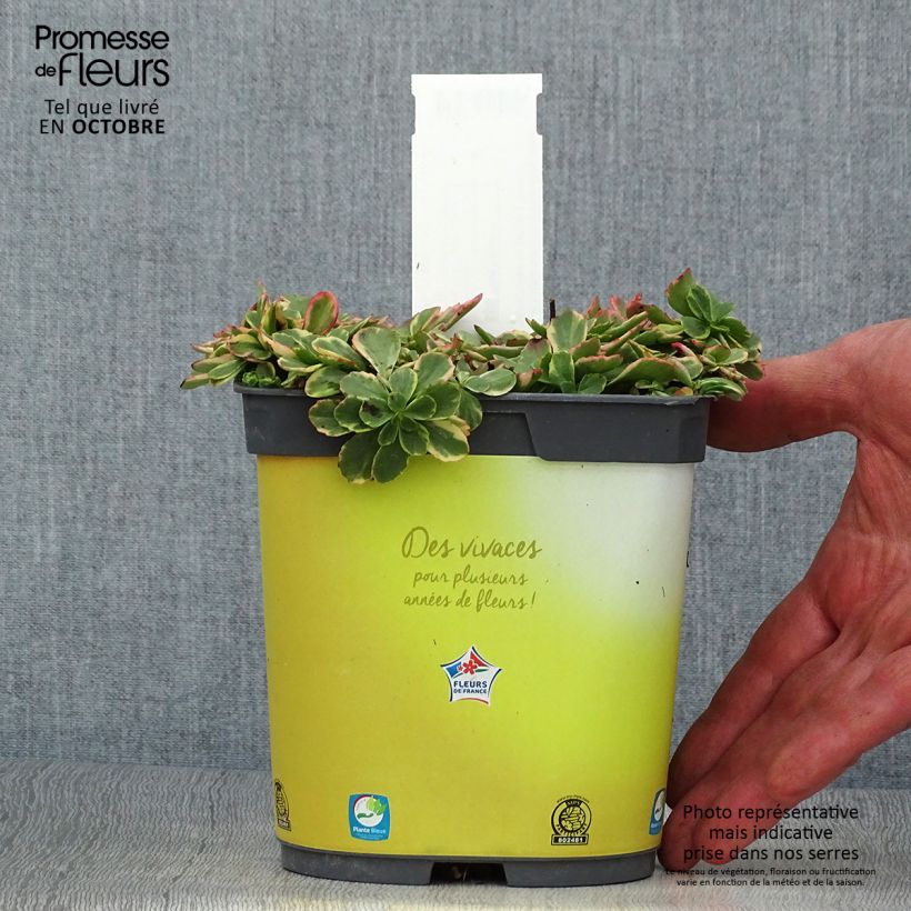 Exemplaar van Sedum kamtschaticum Variegatum - Kamtsjatka-muurpeper Pot van 2 l/3 l zoals geleverd in de herfst